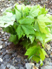 M) PRE ORDER SALE 20 STARTER SEEDLINGS RED MAPLE TREE